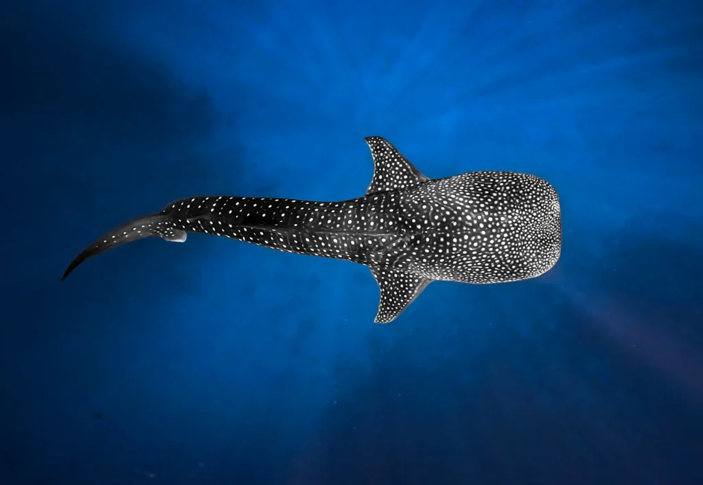 Best resorts for whaleshark swimming Maldives