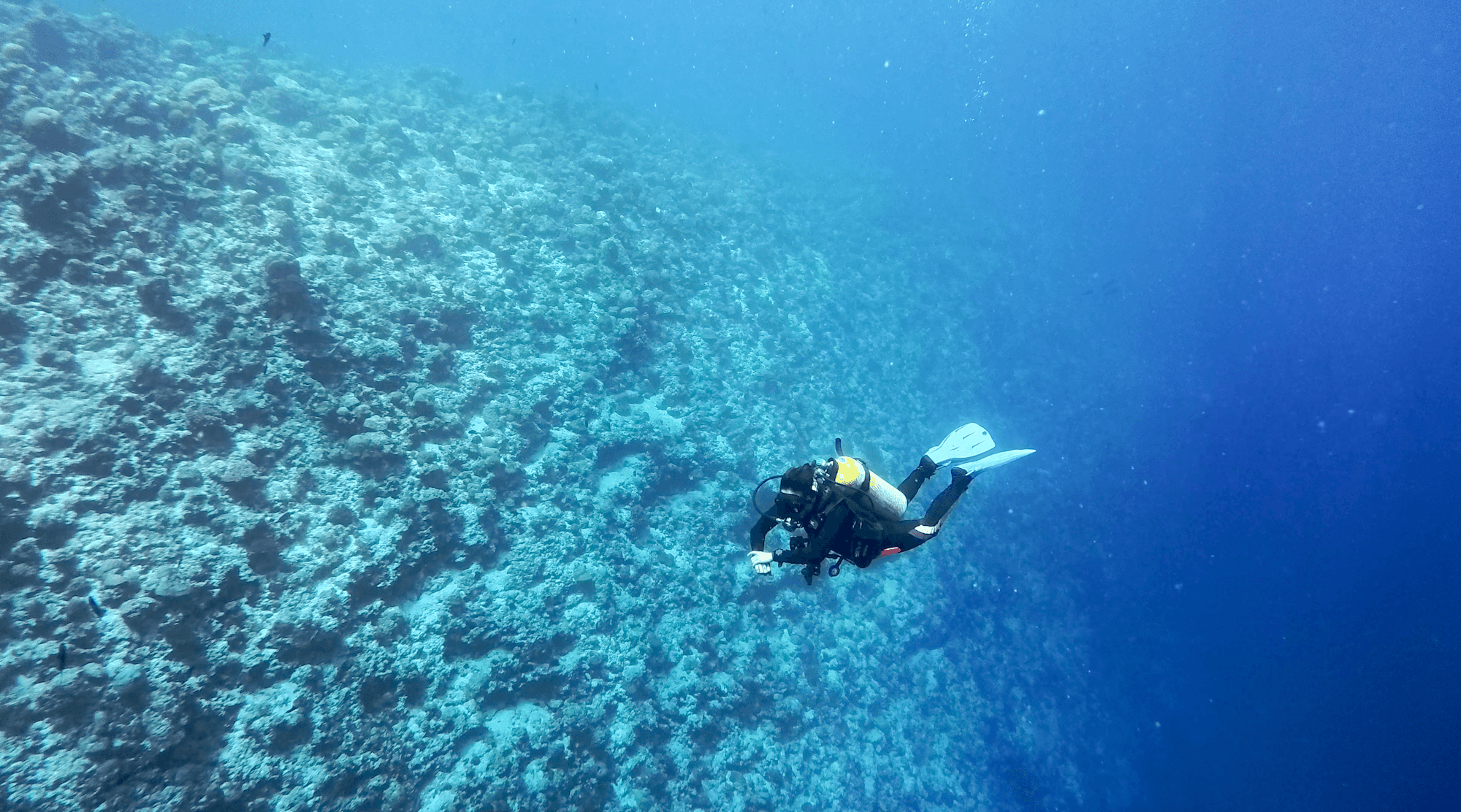 The best resorts in the Maldives for scuba diving